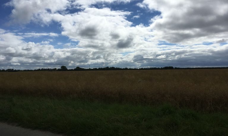 Krummendeich - Kornfeld bei leicht bewölktem Himmel