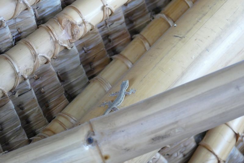 Gecko an der Zimmerdecke