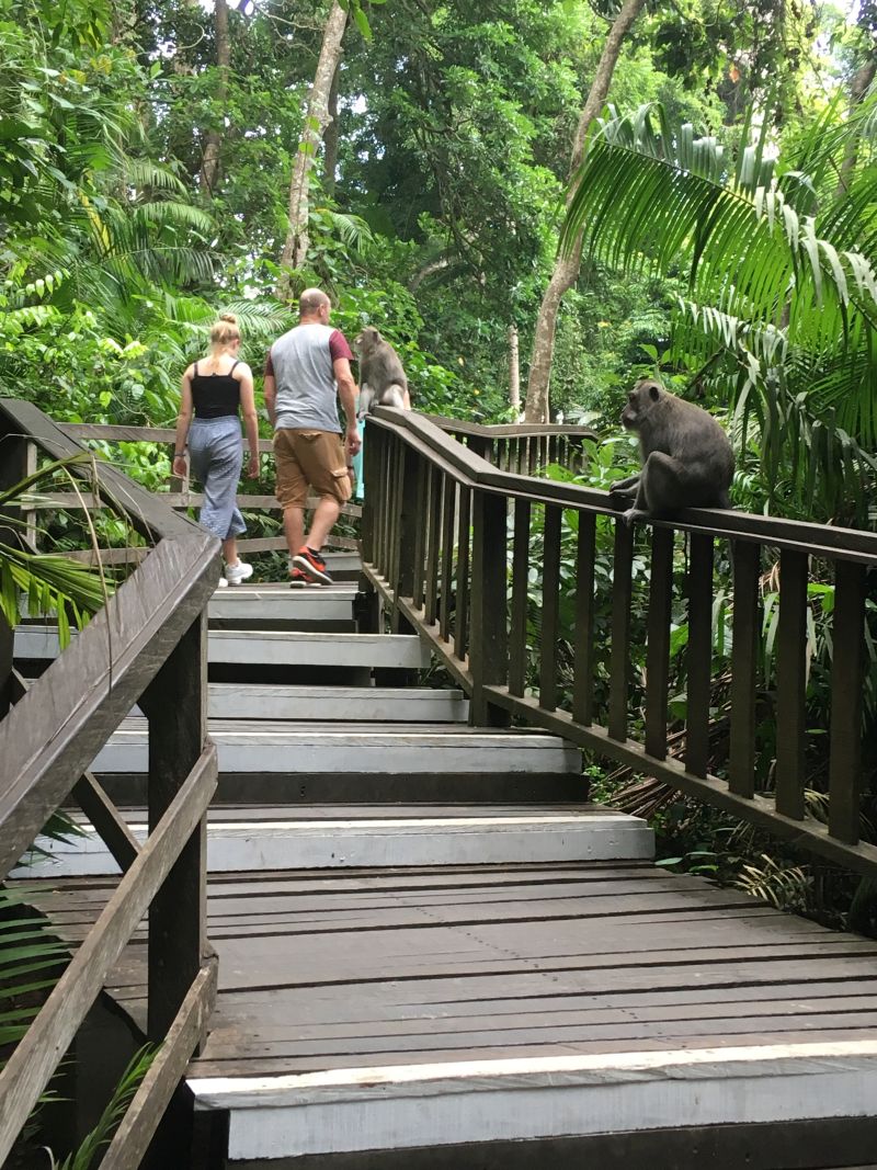 Holzsteg mit Touristen und Affen