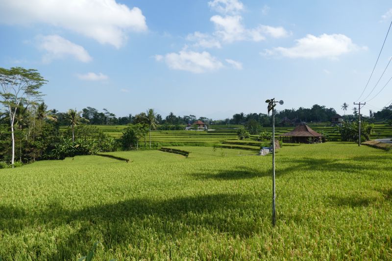 Blick auf Reisfelder