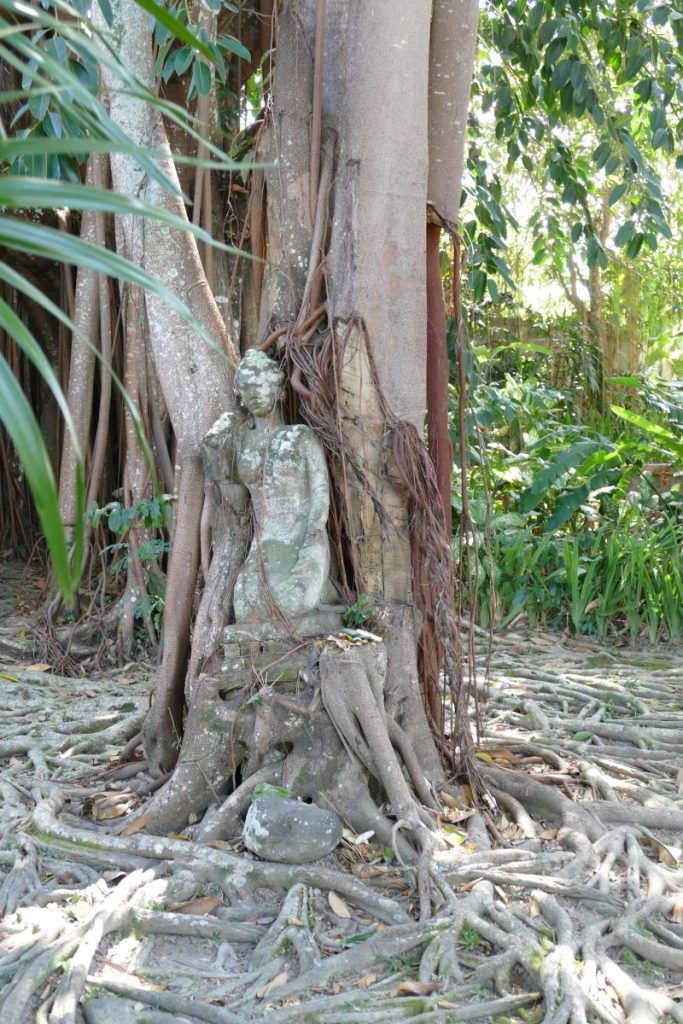 Im Baum eingewachsene Statue