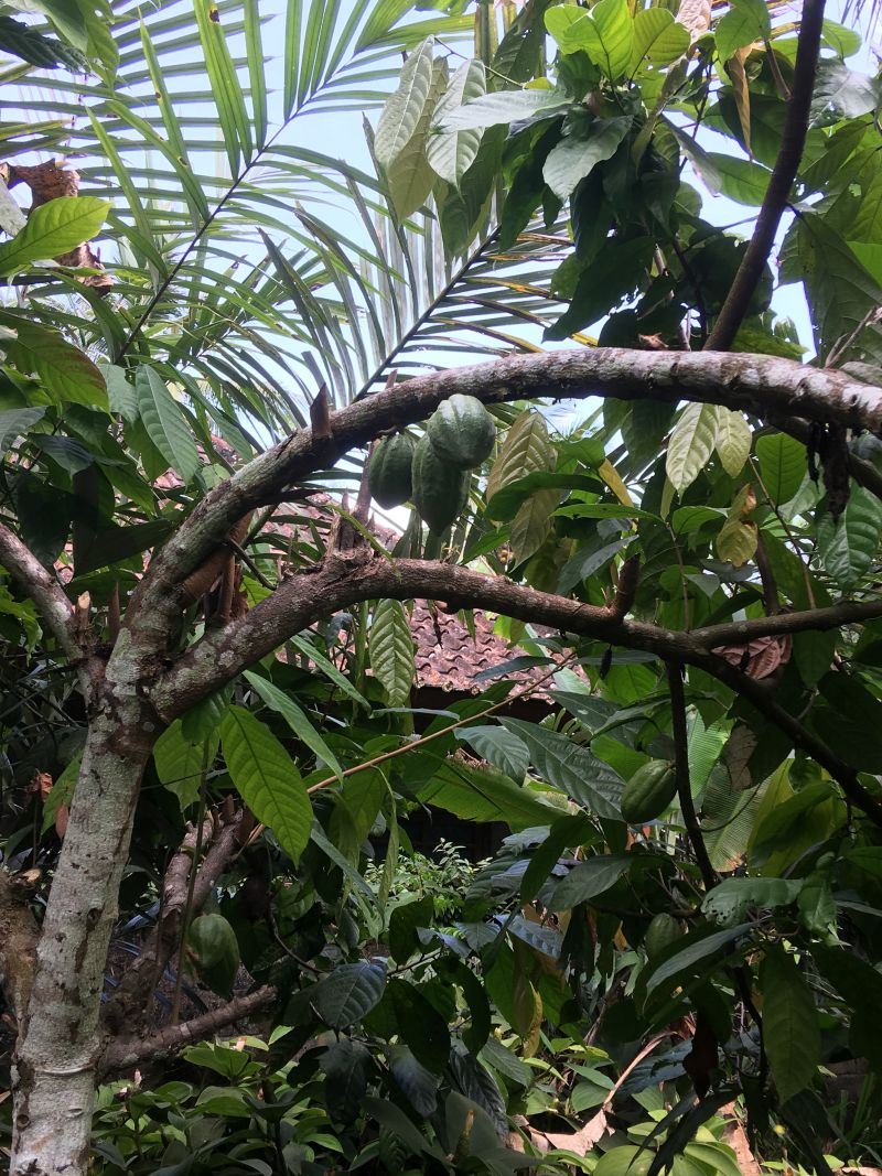 Kakaopflanze auf einer Plantage auf Bali