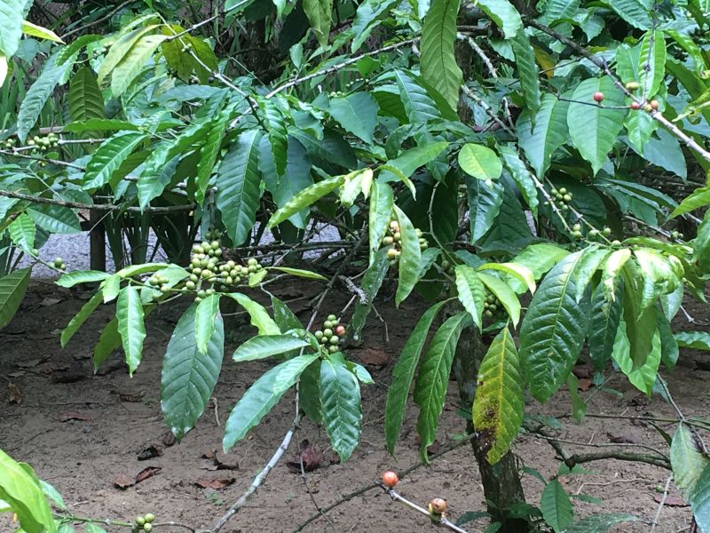 Kaffeepflanze auf einer Plantage auf Bali