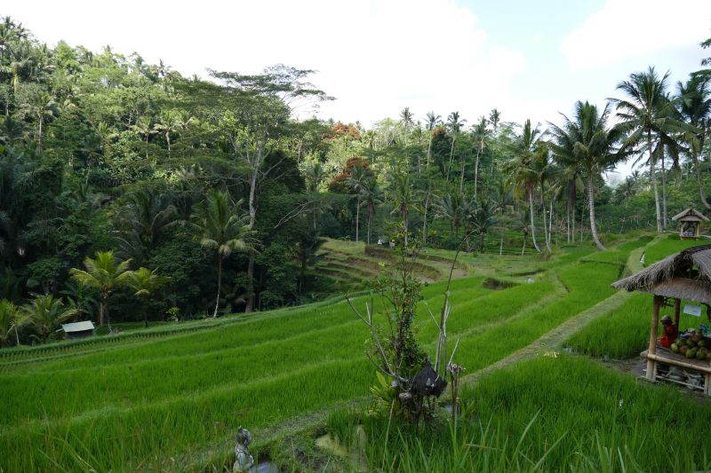 Reisfeld auf Bali