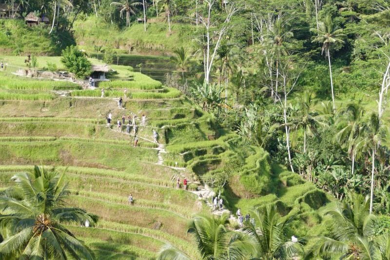 Tegalalang Reisterrassen auf Bali