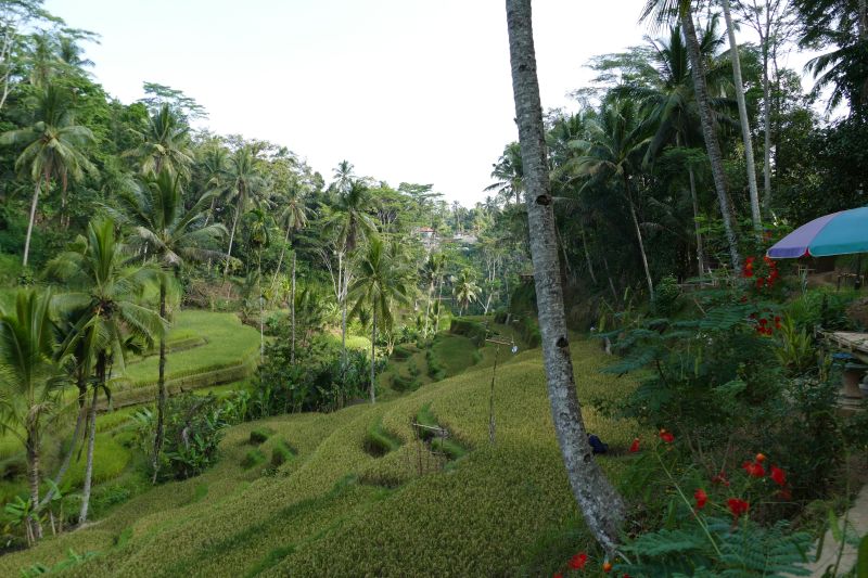 Tegalalang Reisterrassen auf Bali