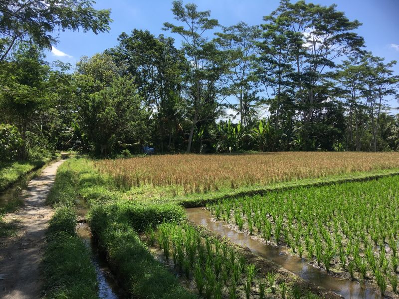 Weg durch Reisfeld