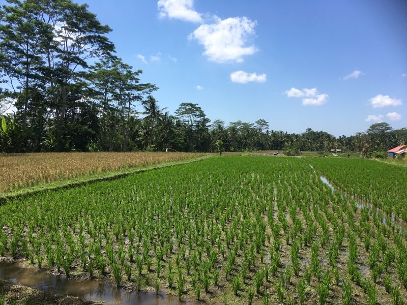 Reisfelder