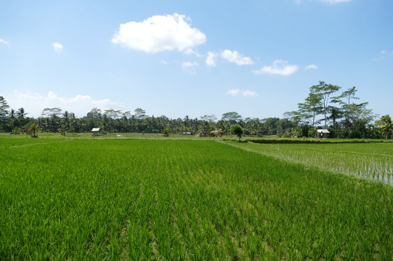 Weg durch Reisfelder