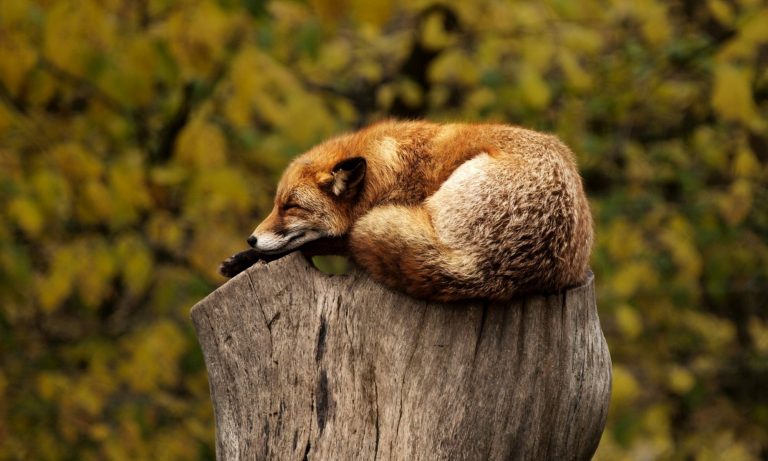 Schlafender Fuchs