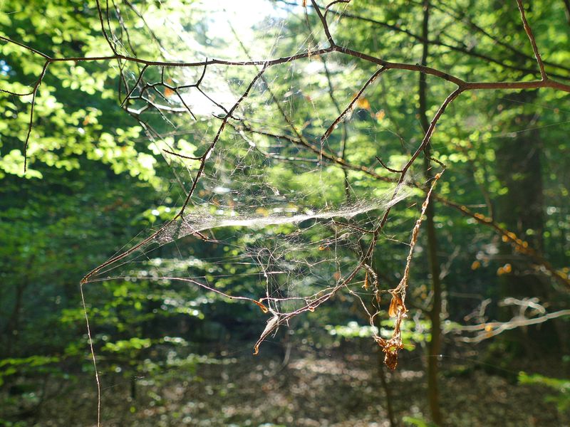 Spinnennetz im Sonnenlicht