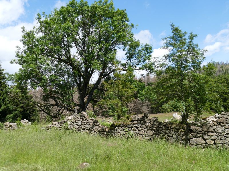 Ruine des Viehhofs