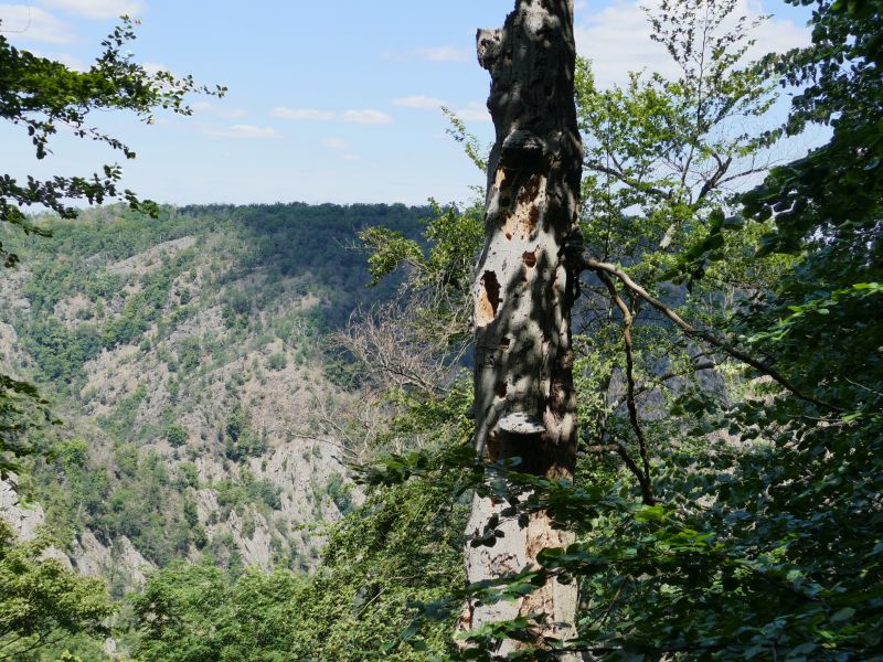 Bodetal - Toter Baum