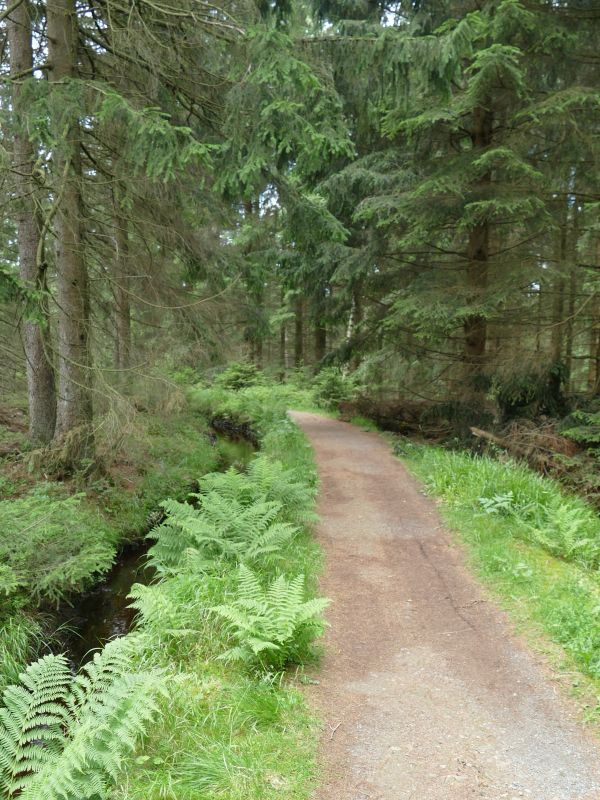 Dammgrabenweg - Waldweg