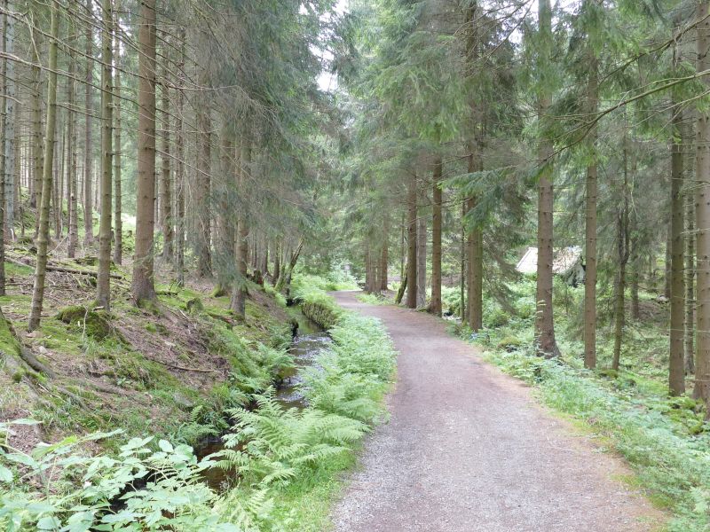 Dammgrabenweg - Waldweg