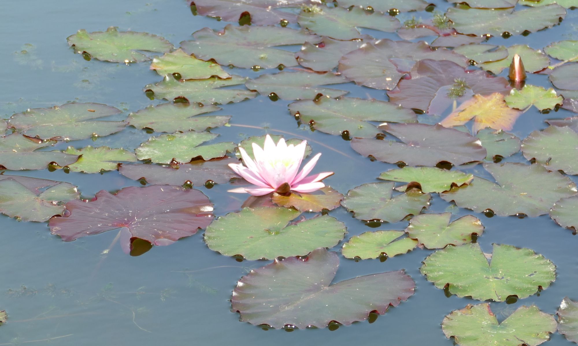 Seerose