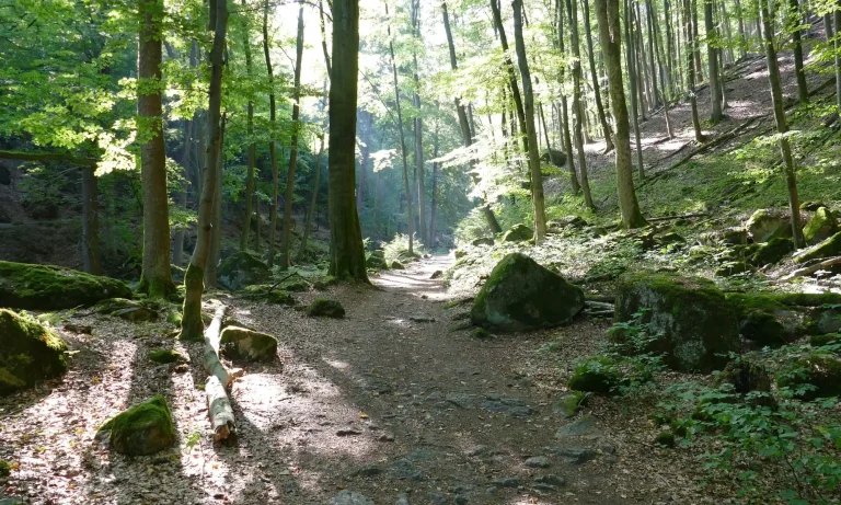 Ilsetal Buchenwald