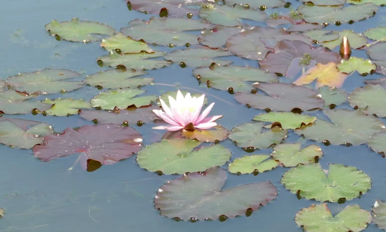 blühende Seerose